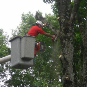 tree-tech services